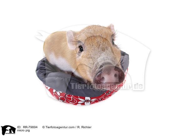 Microschwein / micro pig / RR-79894