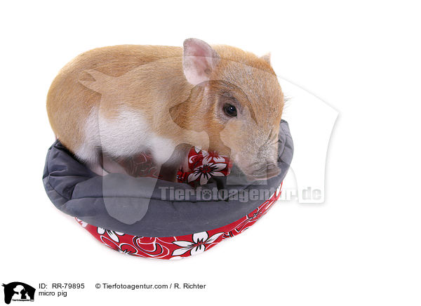 micro pig / RR-79895