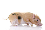 micro pig