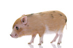 micro pig
