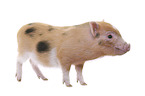 micro pig