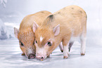 micro pigs