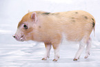 micro pig