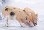 micro pigs
