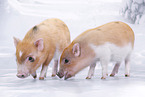 micro pigs