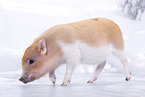 micro pig