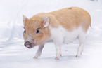 micro pig