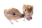 micro pigs