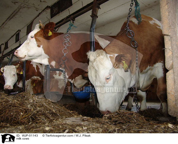 Milchkhe / milk cows / WJP-01143