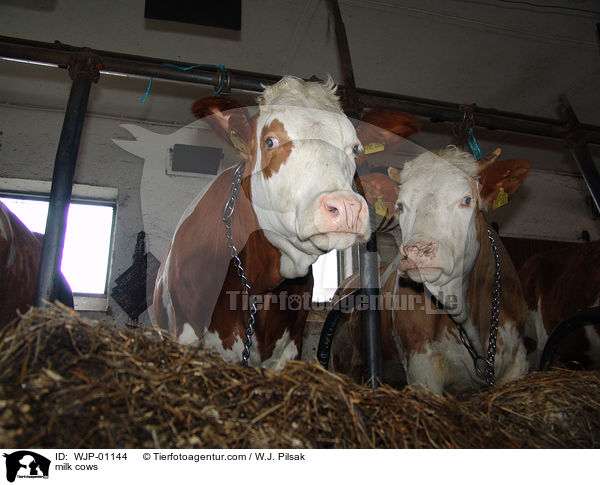milk cows / WJP-01144