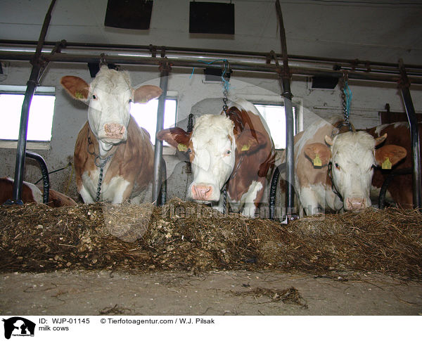 Milchkhe / milk cows / WJP-01145