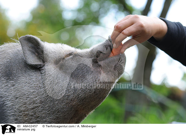 Minischwein / miniature pig / AM-02457