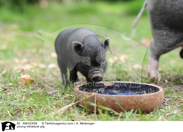 young miniature pig / AM-02458