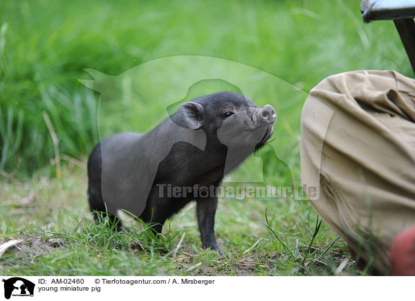 young miniature pig / AM-02460