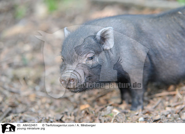 young miniature pig / AM-02461