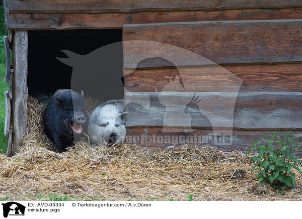 Minischweine / miniature pigs / AVD-03334