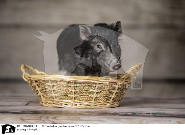 young micropig / RR-99461