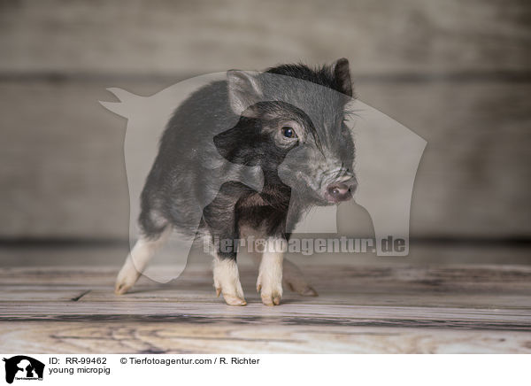 young micropig / RR-99462