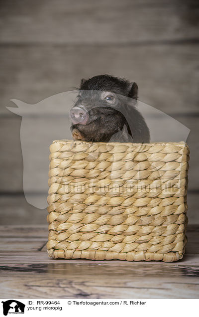 young micropig / RR-99464