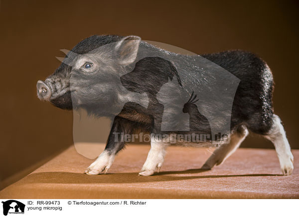 young micropig / RR-99473