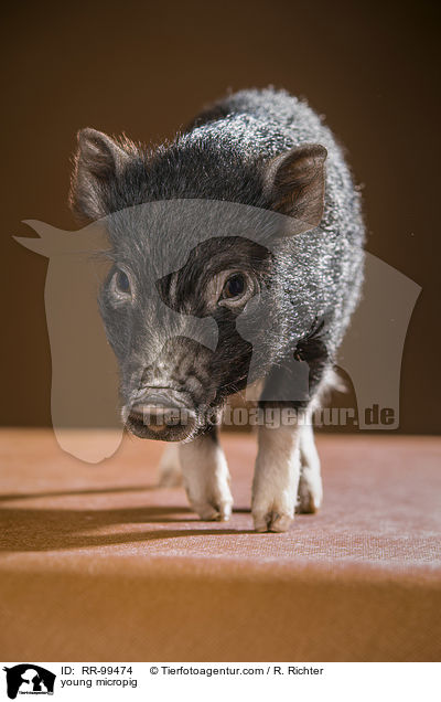 young micropig / RR-99474