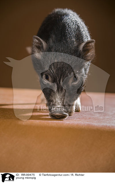 young micropig / RR-99475
