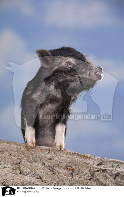 young micropig / RR-99476