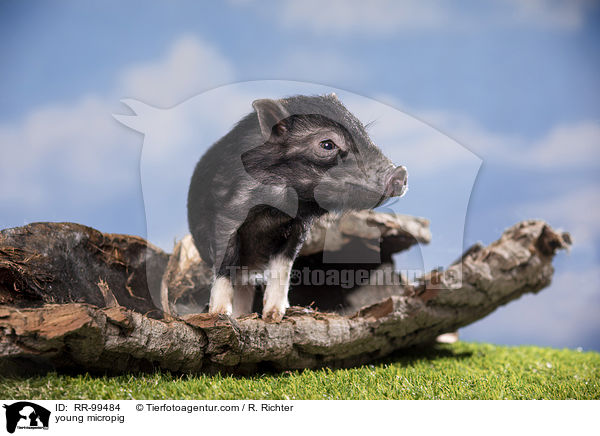 junges Minischwein / young micropig / RR-99484