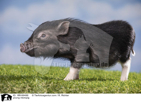 young micropig / RR-99486