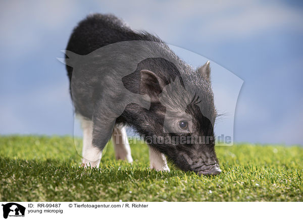 young micropig / RR-99487