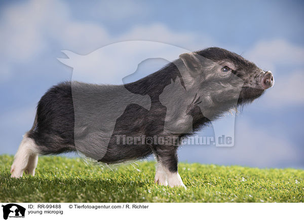 young micropig / RR-99488