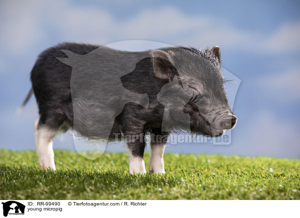 junges Minischwein / young micropig / RR-99490