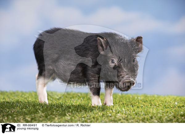 young micropig / RR-99491