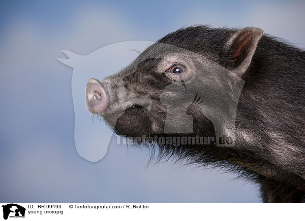 junges Minischwein / young micropig / RR-99493