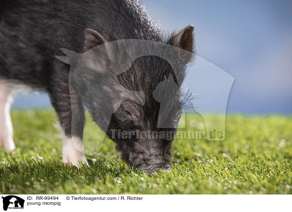 young micropig / RR-99494