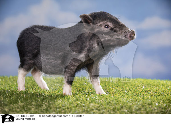 young micropig / RR-99495