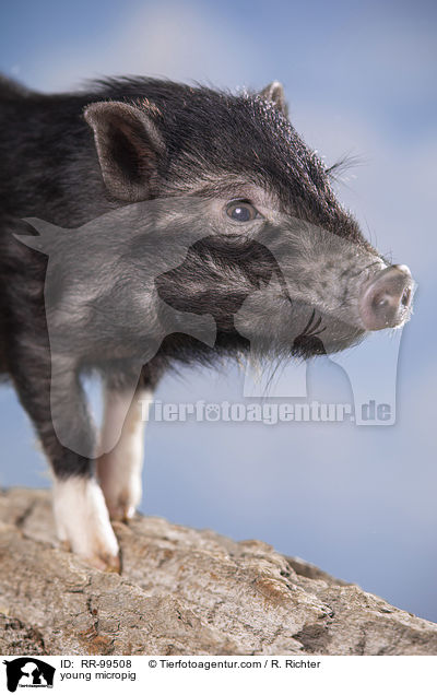 young micropig / RR-99508