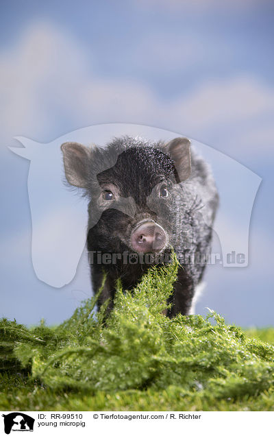 junges Minischwein / young micropig / RR-99510