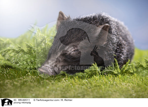 junges Minischwein / young micropig / RR-99511