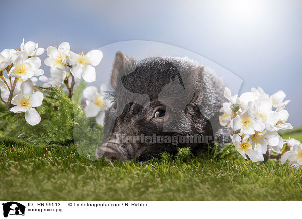 junges Minischwein / young micropig / RR-99513