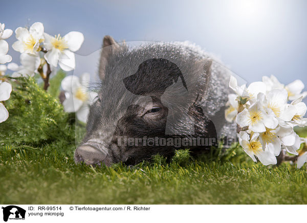 young micropig / RR-99514