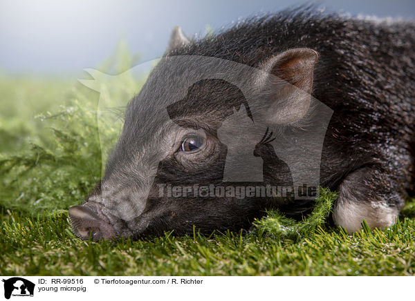 young micropig / RR-99516