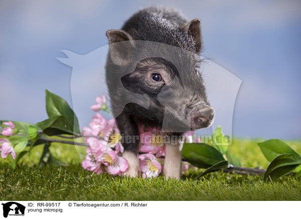 junges Minischwein / young micropig / RR-99517