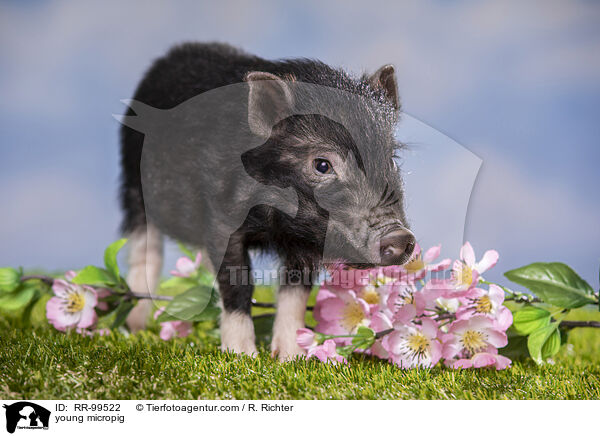young micropig / RR-99522