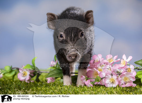 young micropig / RR-99524