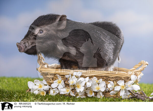 junges Minischwein / young micropig / RR-99525