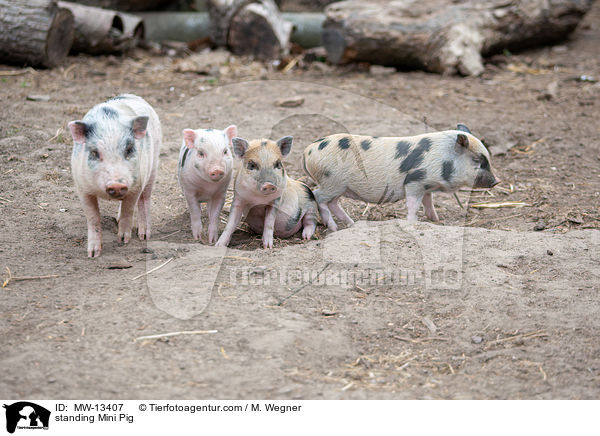 stehende Minischweine / standing Mini Pig / MW-13407