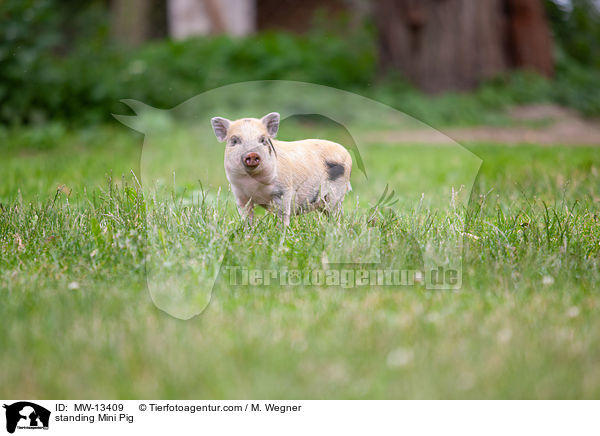 stehendes Minischwein / standing Mini Pig / MW-13409