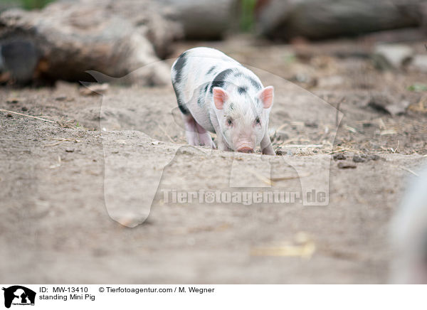 stehendes Minischwein / standing Mini Pig / MW-13410