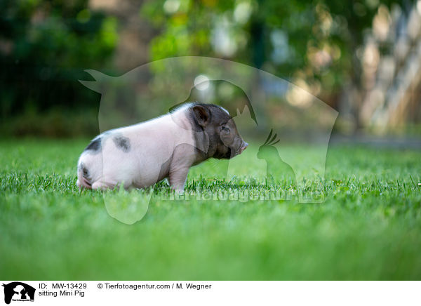 sitzendes Minischwein / sitting Mini Pig / MW-13429